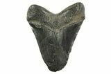 Bargain, Fossil Megalodon Tooth - South Carolina #367931-2